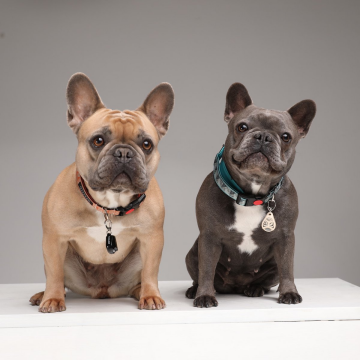 Tickless Pet Evcil Hayvanlar için Ultrasonik Kene ve Pire Kovucu Cihaz Beige