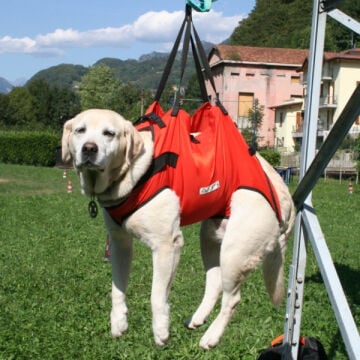 Alp Design TAXI Acil Durum Köpek Taşıma Harnessı