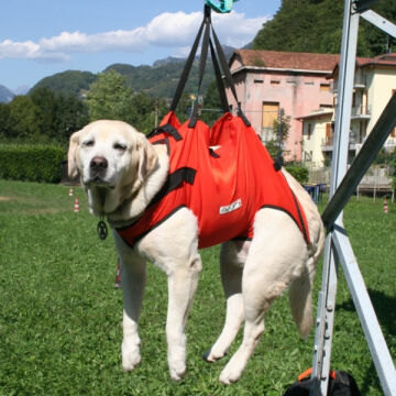 Alp Design TAXI Acil Durum Köpek Taşıma Harnessı