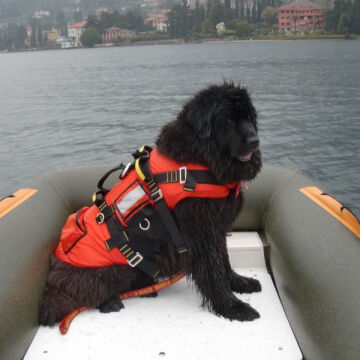 Alp Design DELPHINUS Su Kurtarma Köpek Can Yeleği ve Kurtarma Harnessı