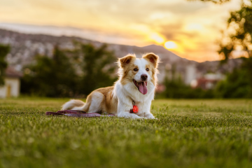 Tickless Pet Evcil Hayvanlar için Ultrasonik Kene ve Pire Kovucu Cihaz Turuncu