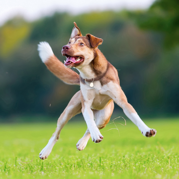 Tickless Pet Evcil Hayvanlar için Ultrasonik Kene ve Pire Kovucu Cihaz Turuncu