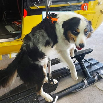 KONG Haria Arama Kurtarma Köpekleri İçin Koşum Emniyet Kemeri (Gps Çantalı Versiyon)